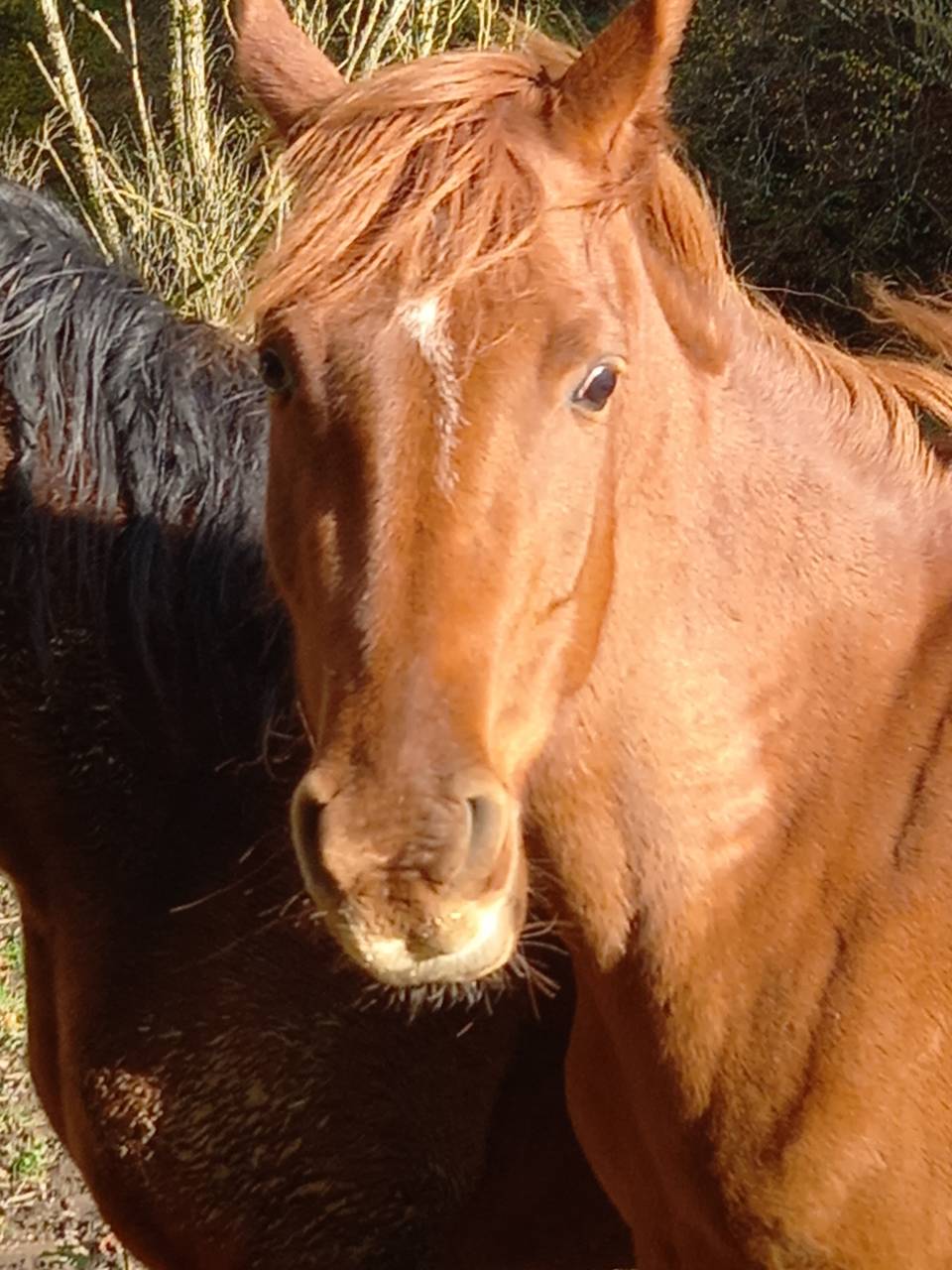 Yegua Palomino En venta 2022 Alazán
