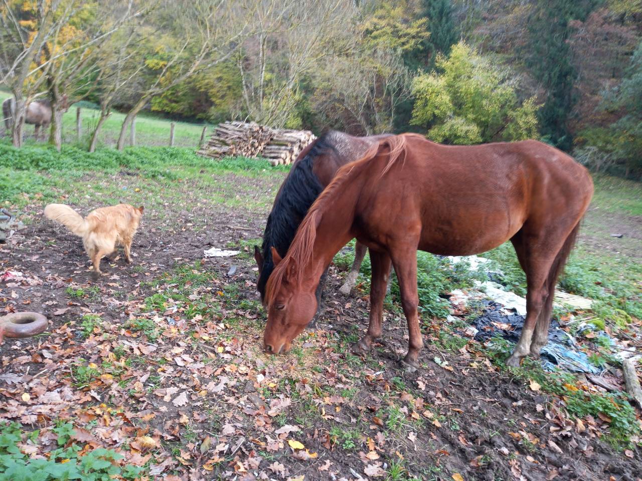 Yegua Palomino En venta 2022 Alazán