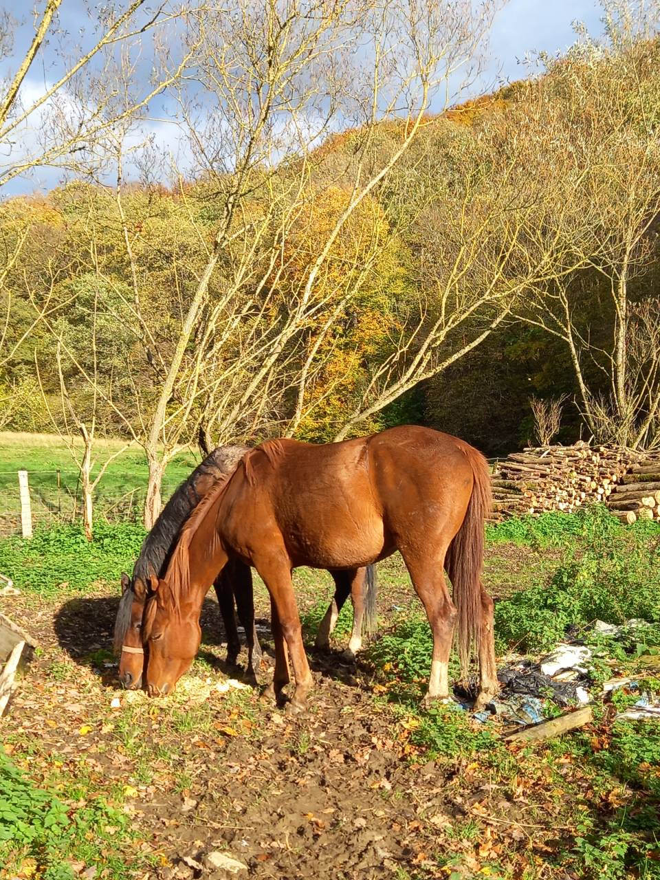 Yegua Palomino En venta 2022 Alazán