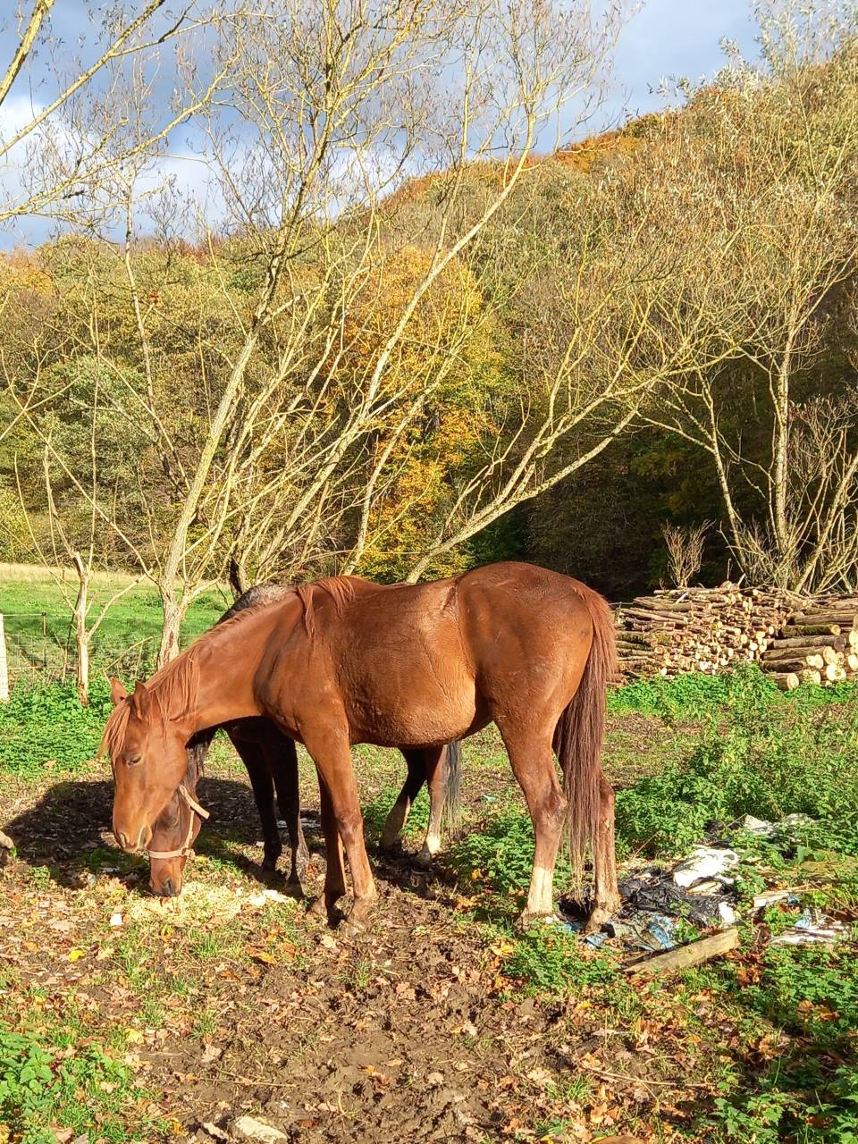 Yegua Palomino En venta 2022 Alazán