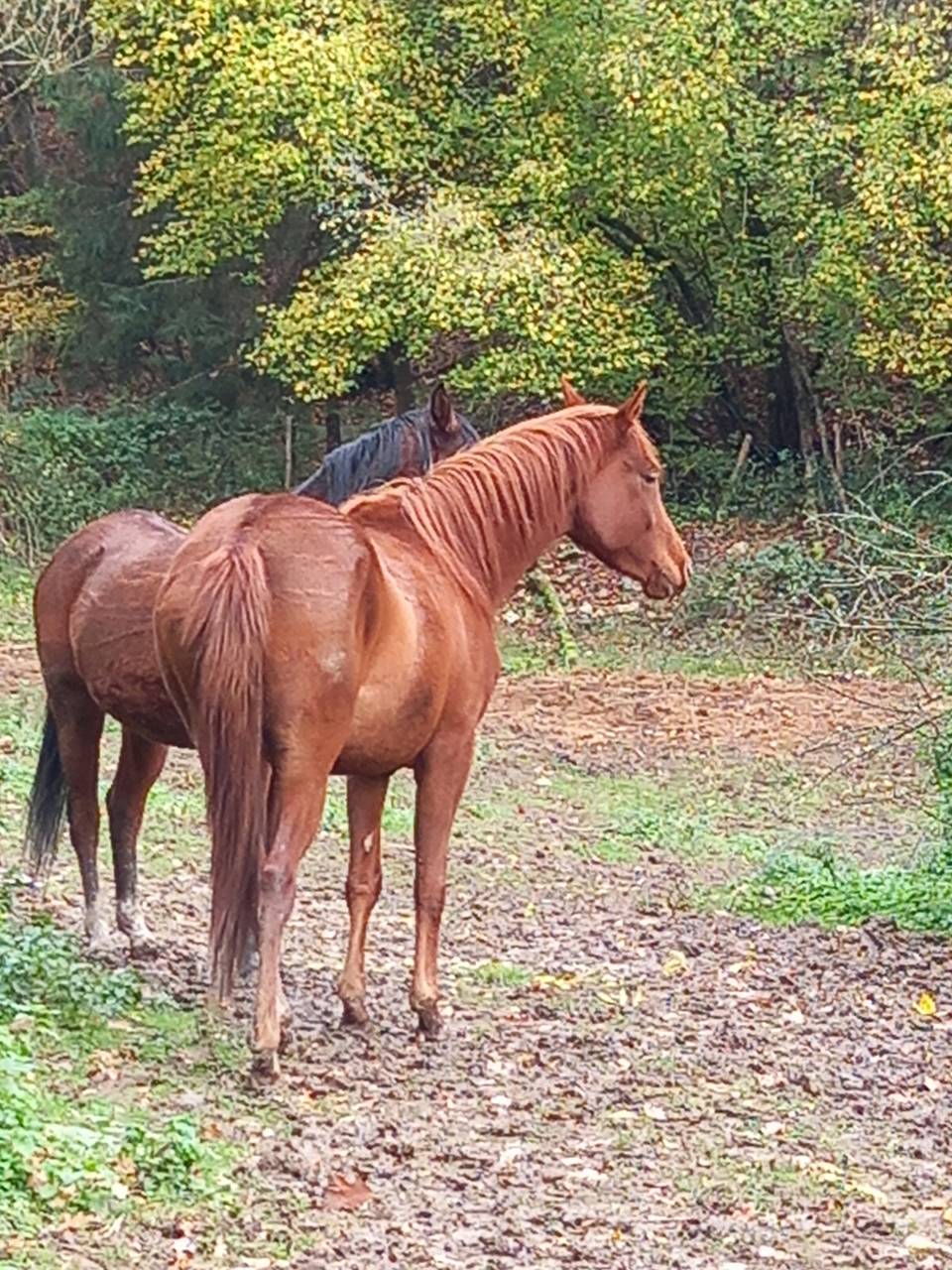 Yegua Palomino En venta 2022 Alazán