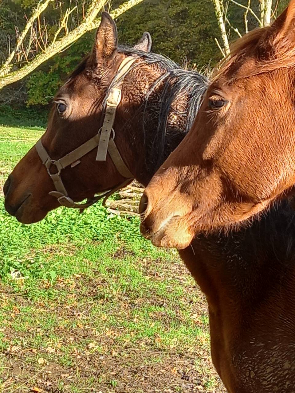 Yegua Palomino En venta 2022 Alazán