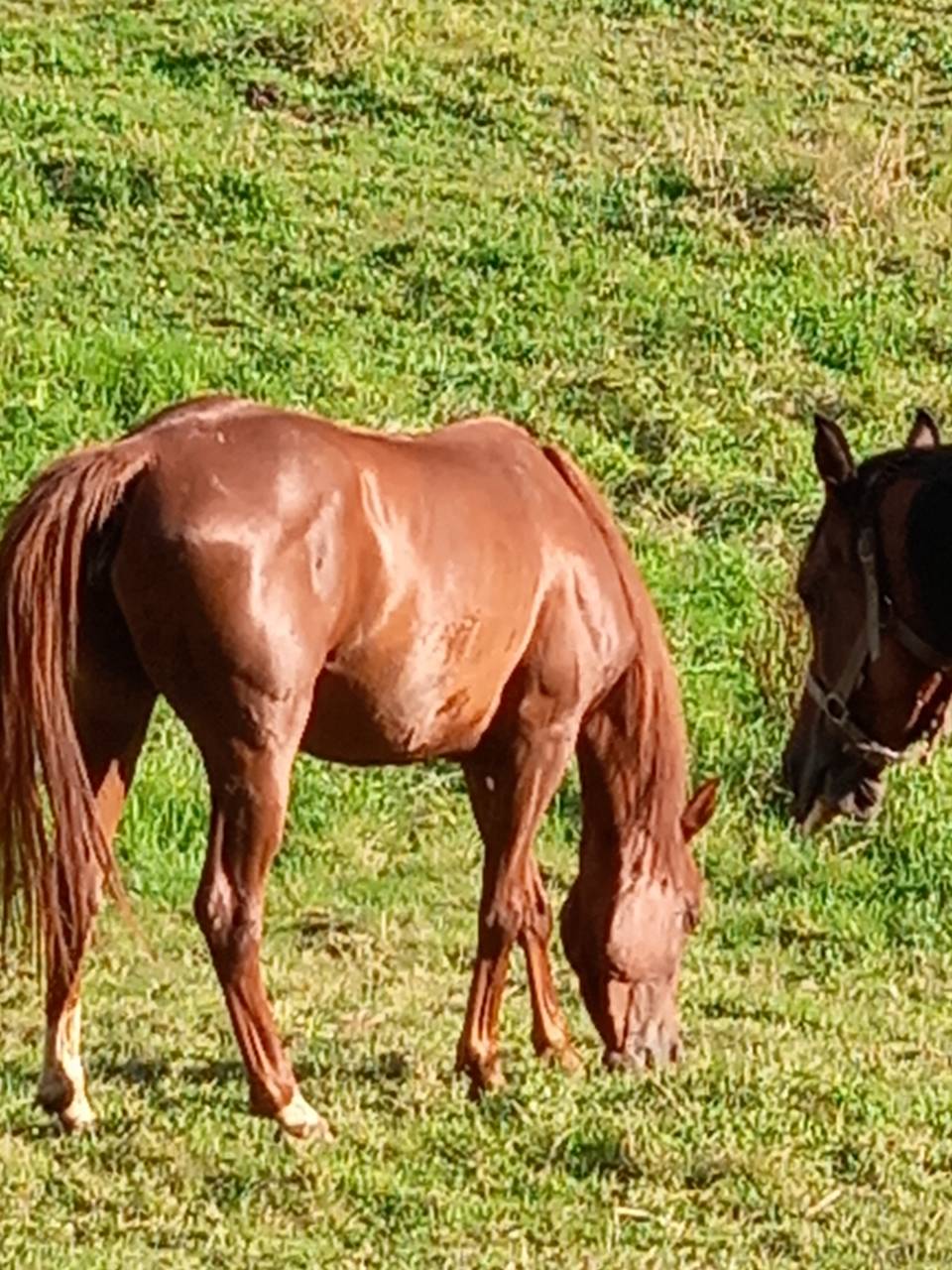 Yegua Palomino En venta 2022 Alazán