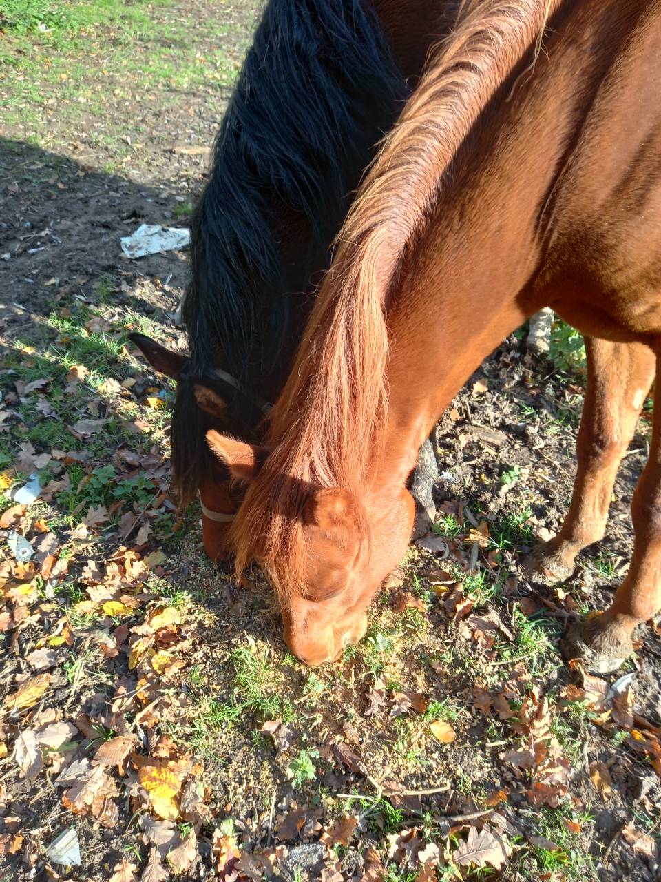 Yegua Palomino En venta 2022 Alazán