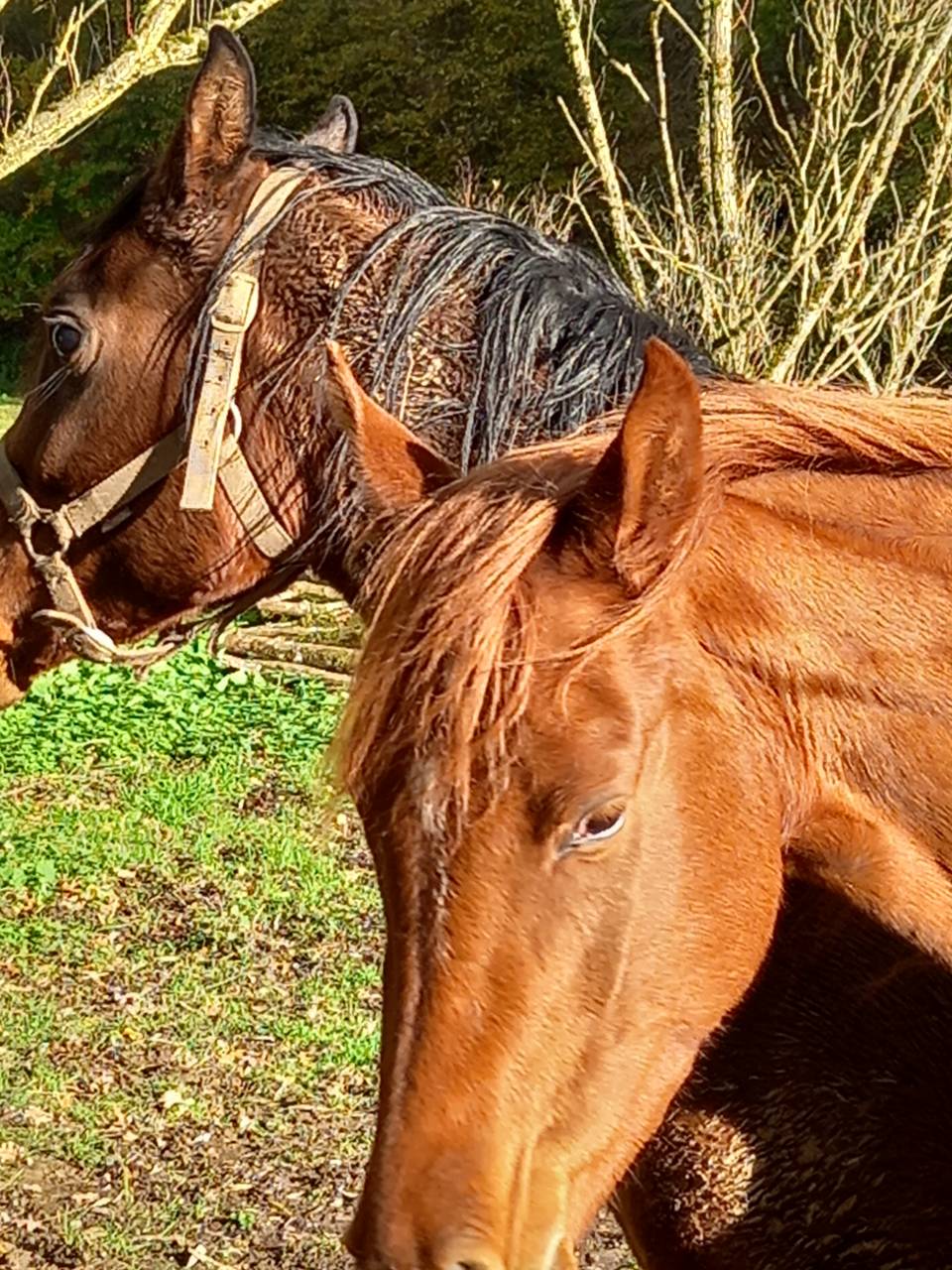 Yegua Palomino En venta 2022 Alazán