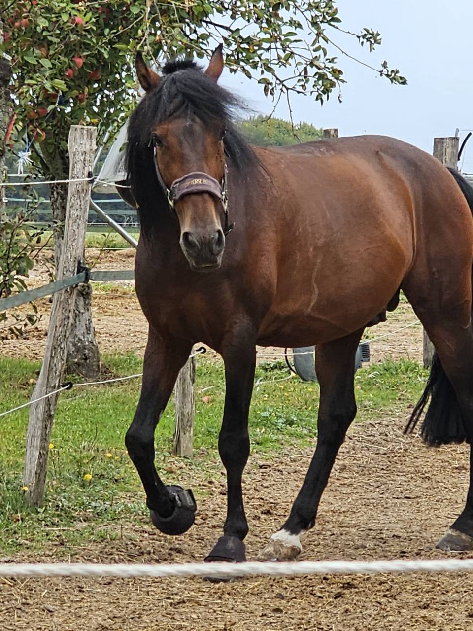 Caballo entero PRE Pura Raza Española En venta 2019 Bayo moreno por TH BUFON