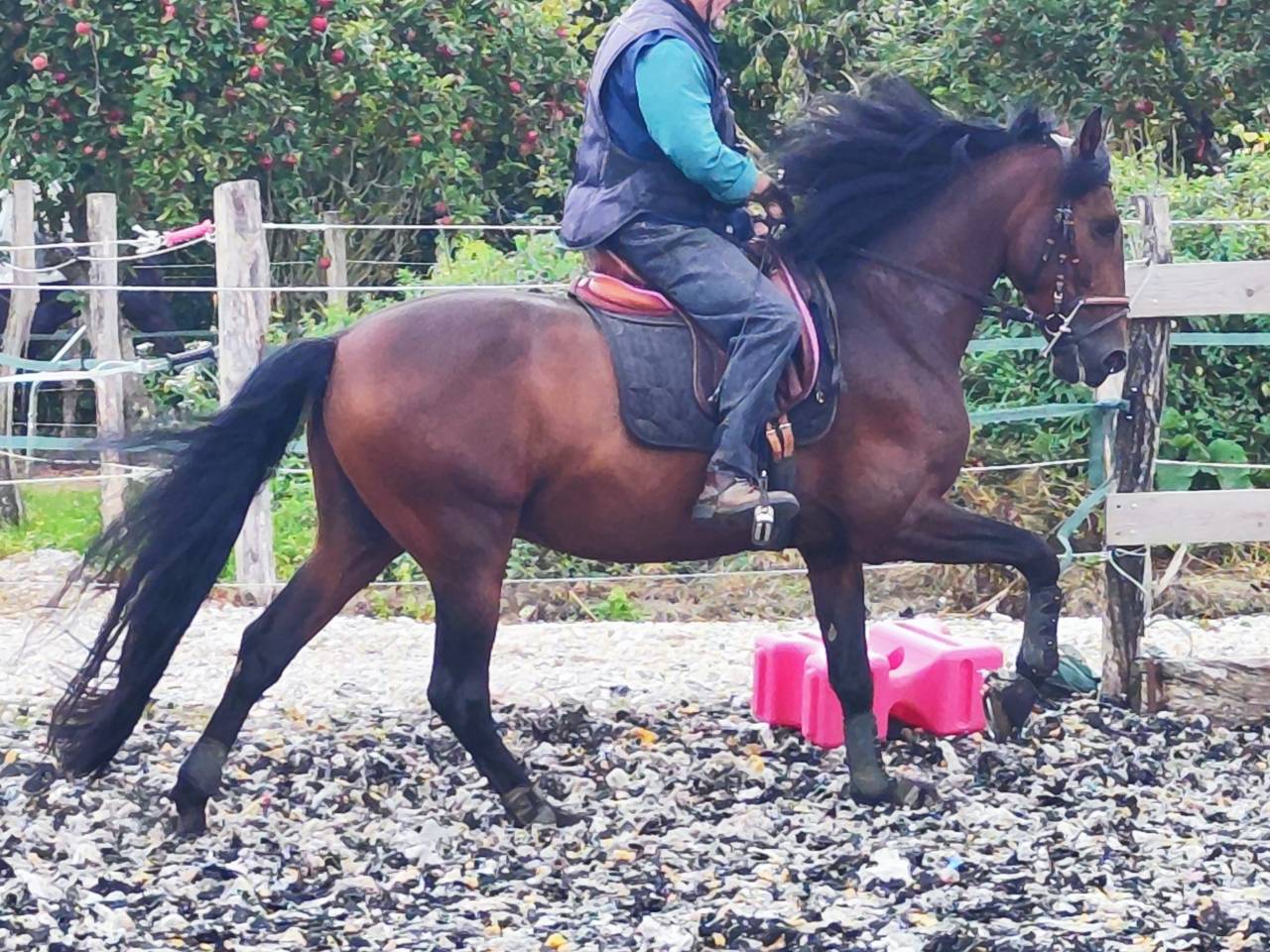 Caballo entero PRE Pura Raza Española En venta 2019 Bayo moreno por TH BUFON