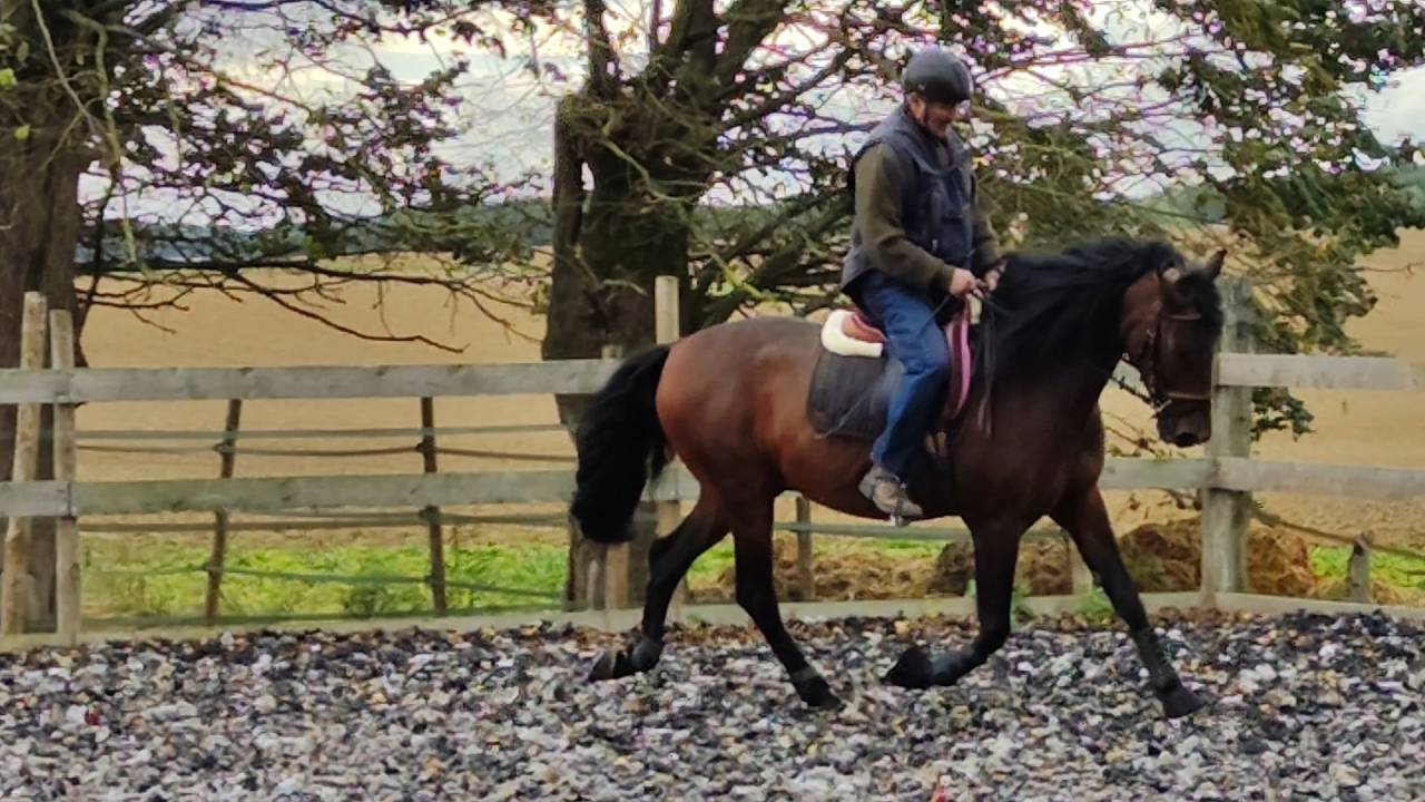 Caballo entero PRE Pura Raza Española En venta 2019 Bayo moreno por TH BUFON