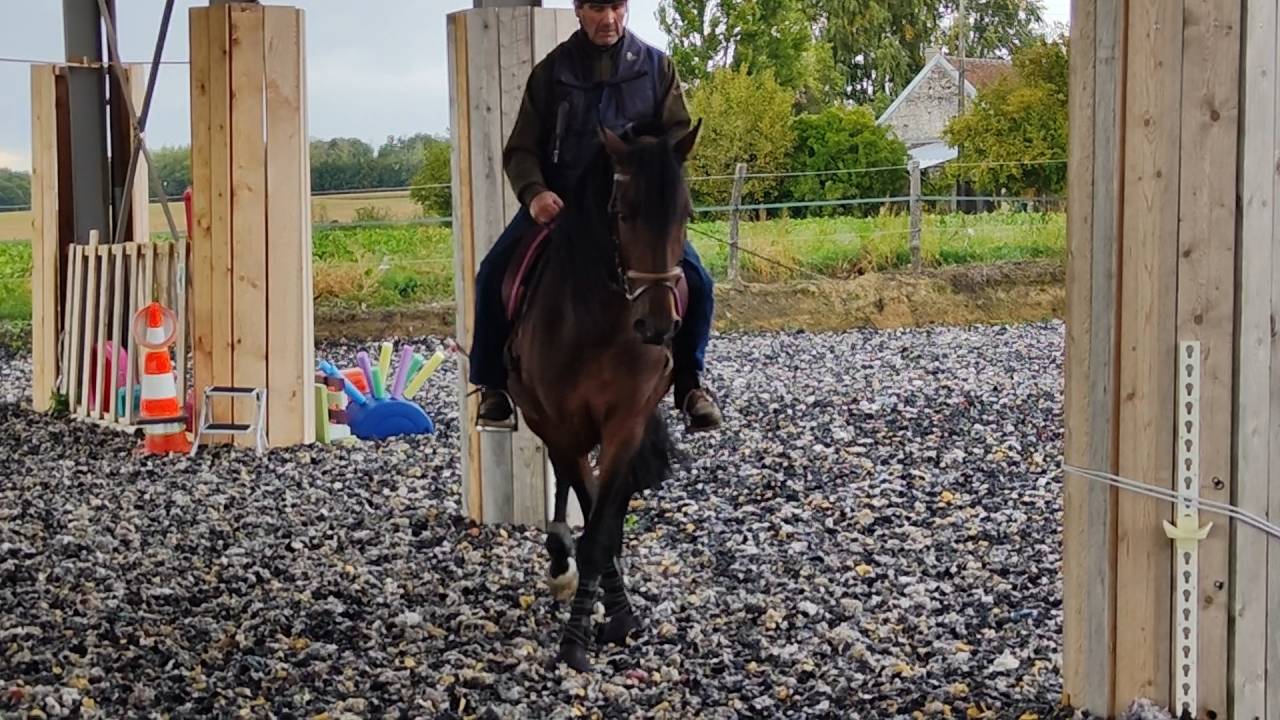 Caballo entero PRE Pura Raza Española En venta 2019 Bayo moreno por TH BUFON