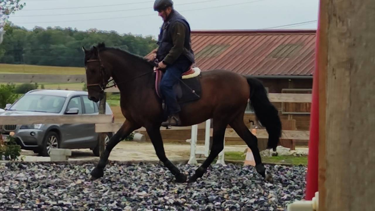 Caballo entero PRE Pura Raza Española En venta 2019 Bayo moreno por TH BUFON