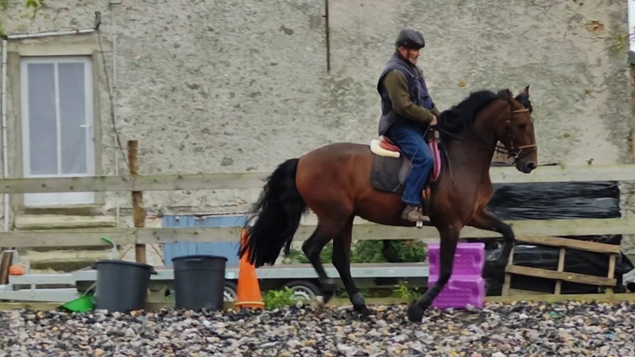 Caballo entero PRE Pura Raza Española En venta 2019 Bayo moreno por TH BUFON