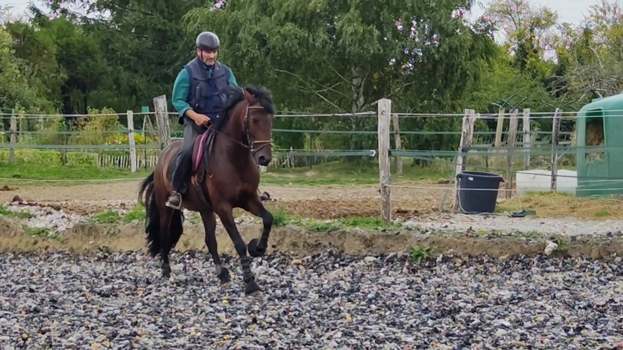Caballo entero PRE Pura Raza Española En venta 2019 Bayo moreno por TH BUFON