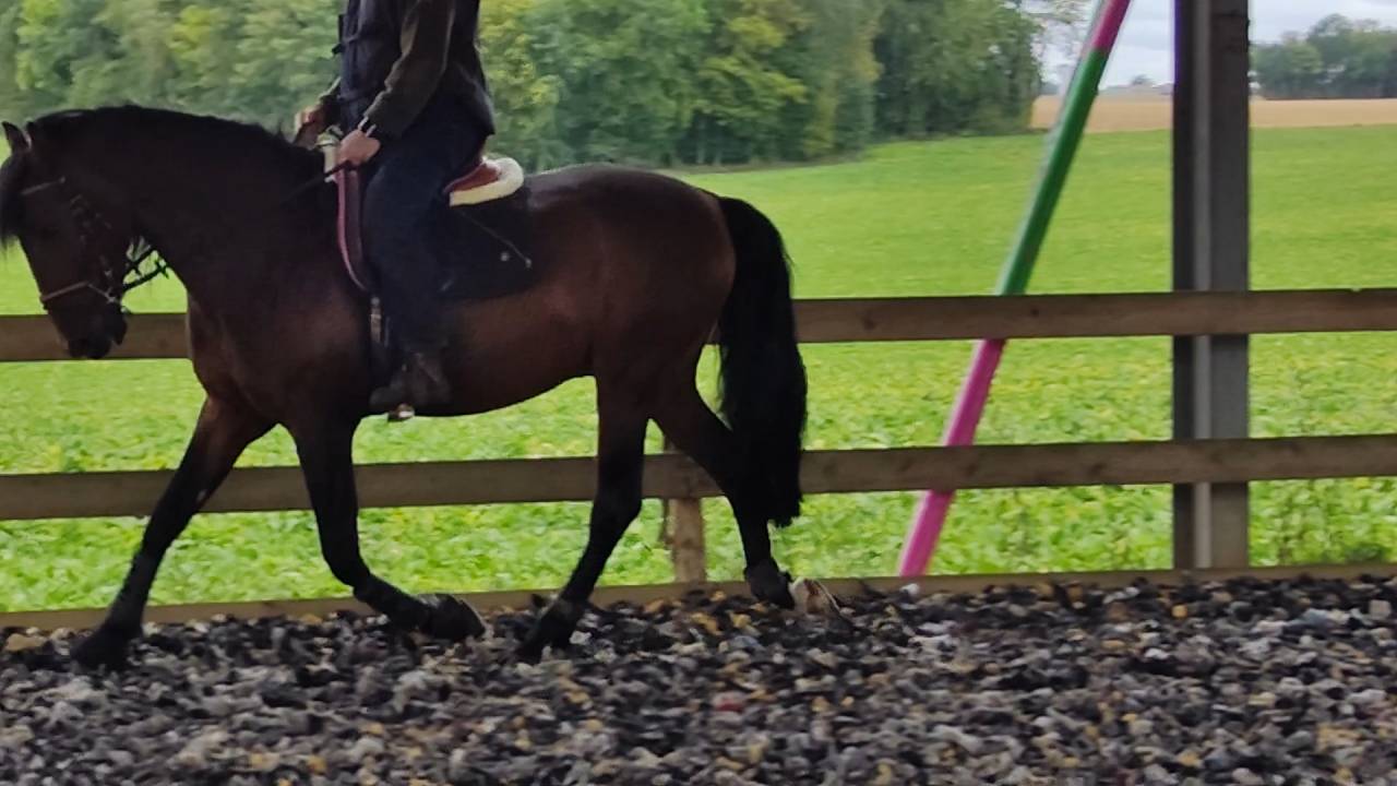 Caballo entero PRE Pura Raza Española En venta 2019 Bayo moreno por TH BUFON