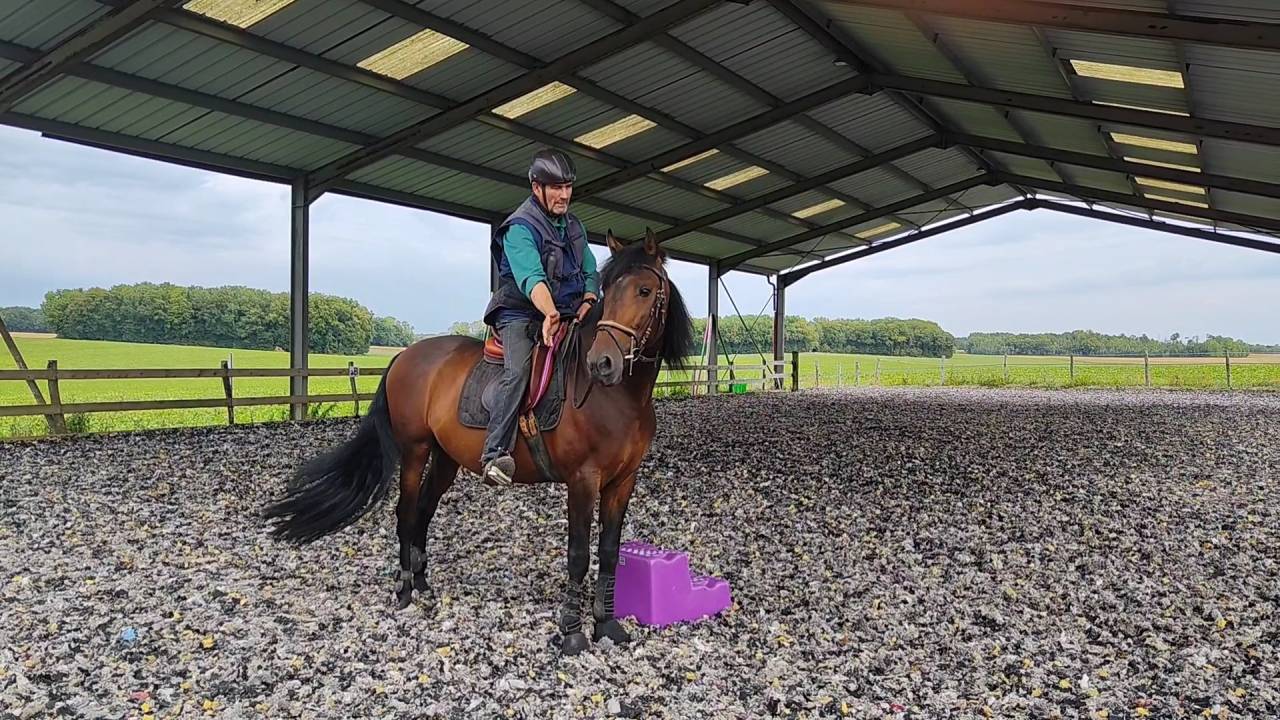 Caballo entero PRE Pura Raza Española En venta 2019 Bayo moreno por TH BUFON