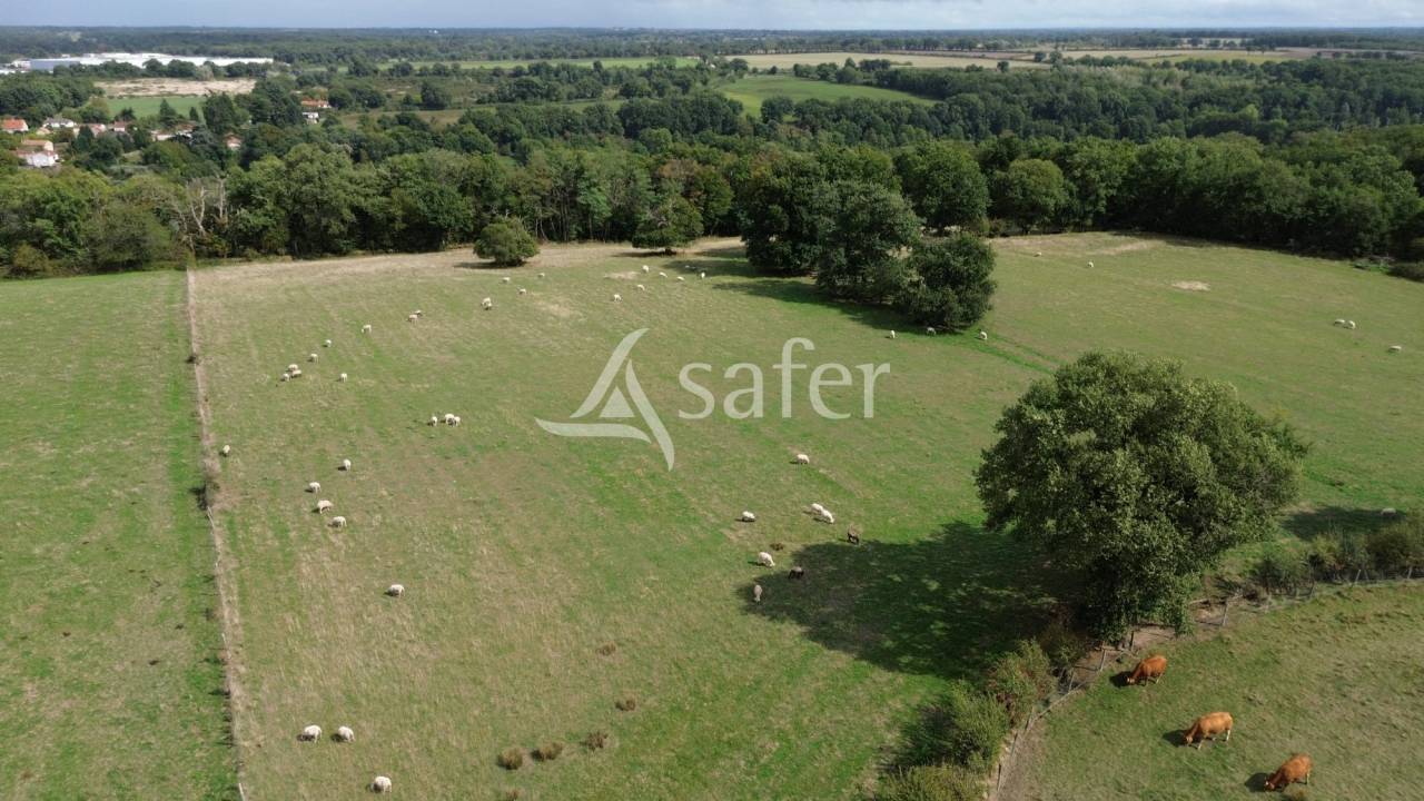 Explotación ovina En venta Vienne