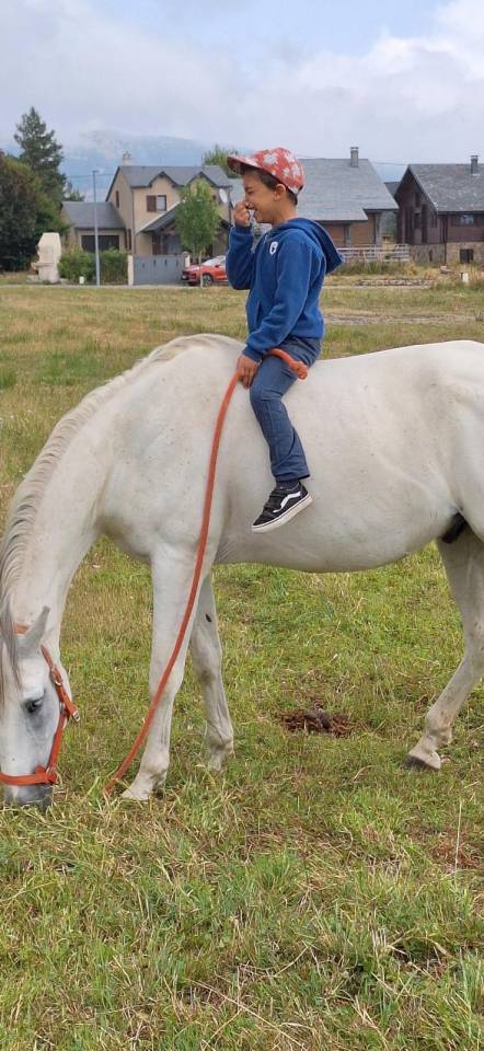 Caballo castrado Barbe En venta 2010 Blanco por HIZAHAU