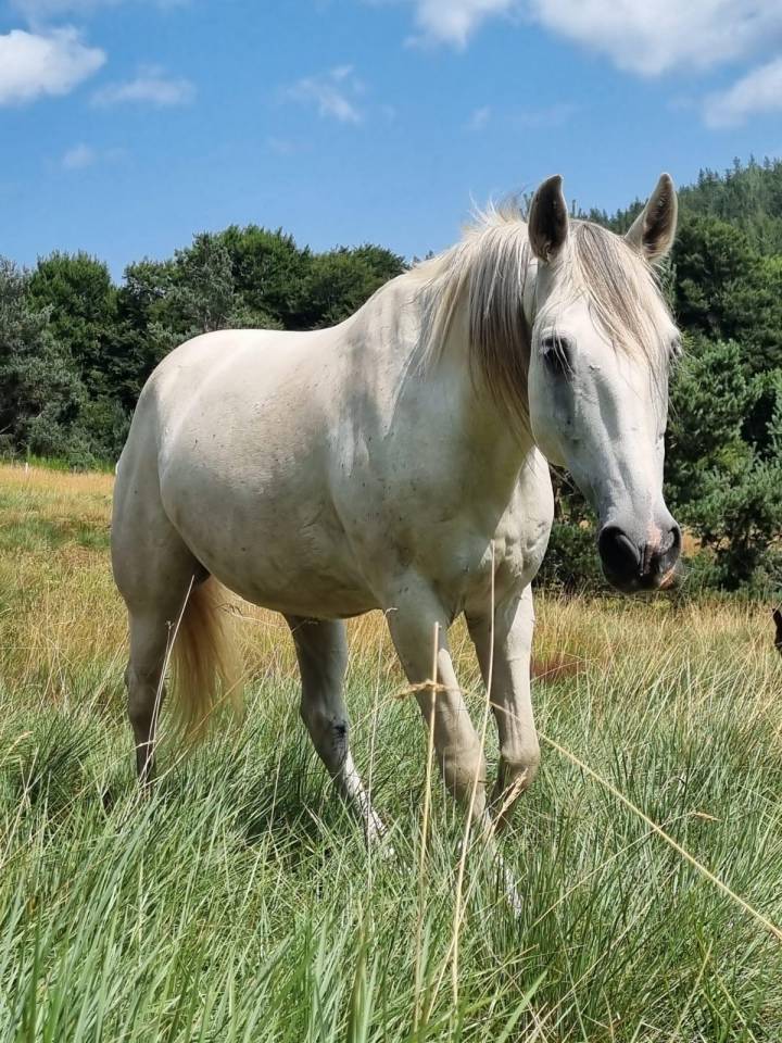 Caballo castrado Barbe En venta 2010 Blanco por HIZAHAU