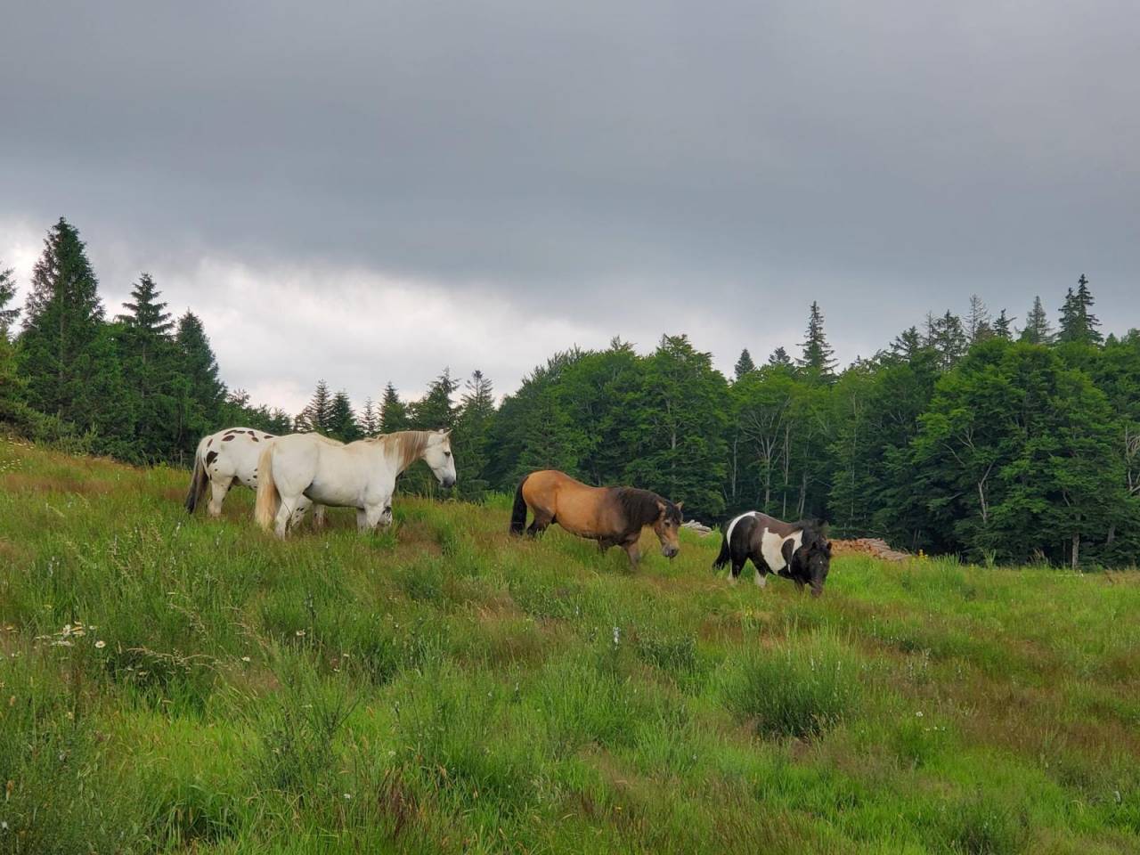 Caballo castrado Barbe En venta 2010 Blanco por HIZAHAU
