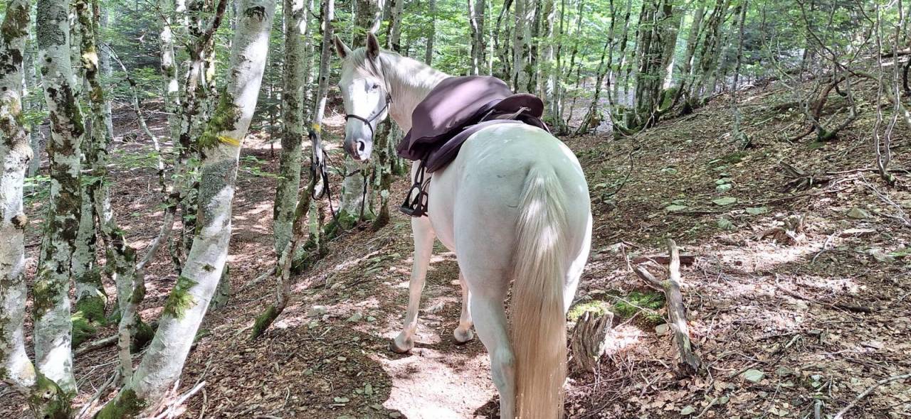 Caballo castrado Barbe En venta 2010 Blanco por HIZAHAU
