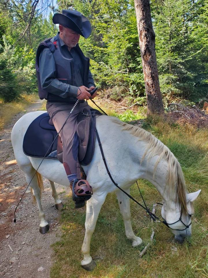 Caballo castrado Barbe En venta 2010 Blanco por HIZAHAU