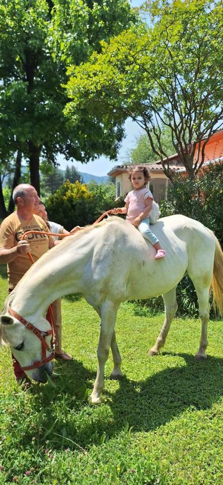 Caballo castrado Barbe En venta 2010 Blanco por HIZAHAU