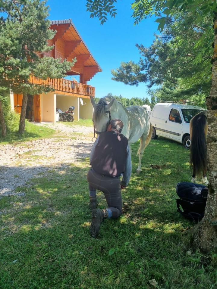 Caballo castrado Barbe En venta 2010 Blanco por HIZAHAU