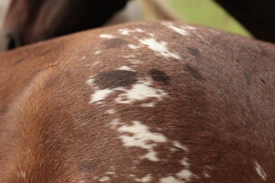 Potranca Appaloosa En venta 2024 Bayo por SILVER APACHE JOE