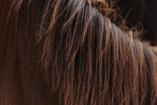 Potranca Appaloosa En venta 2024 Bayo por SILVER APACHE JOE