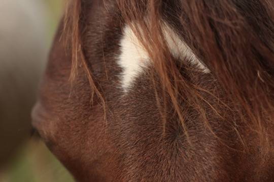 Potranca Appaloosa En venta 2024 Bayo por SILVER APACHE JOE