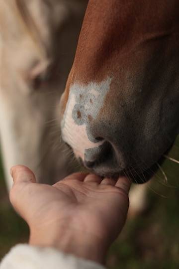 Potranca Appaloosa En venta 2024 Bayo por SILVER APACHE JOE