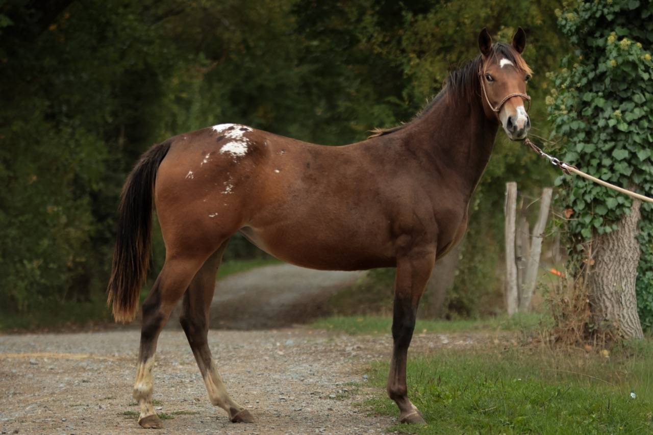 Potranca Appaloosa En venta 2024 Bayo por SILVER APACHE JOE