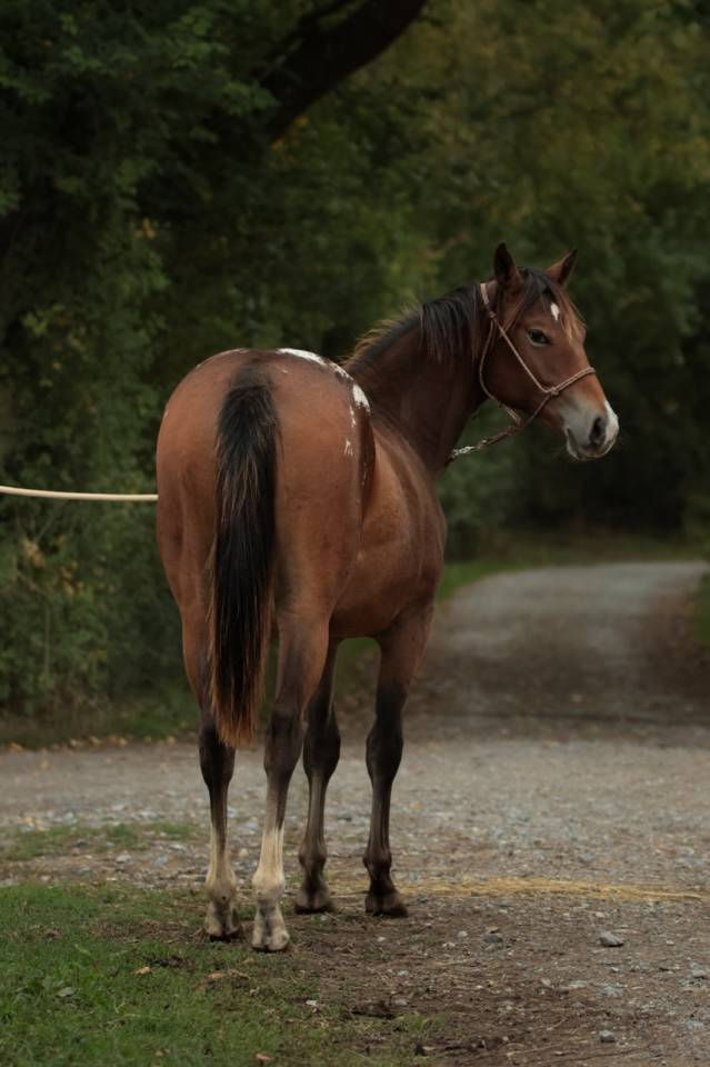 Potranca Appaloosa En venta 2024 Bayo por SILVER APACHE JOE