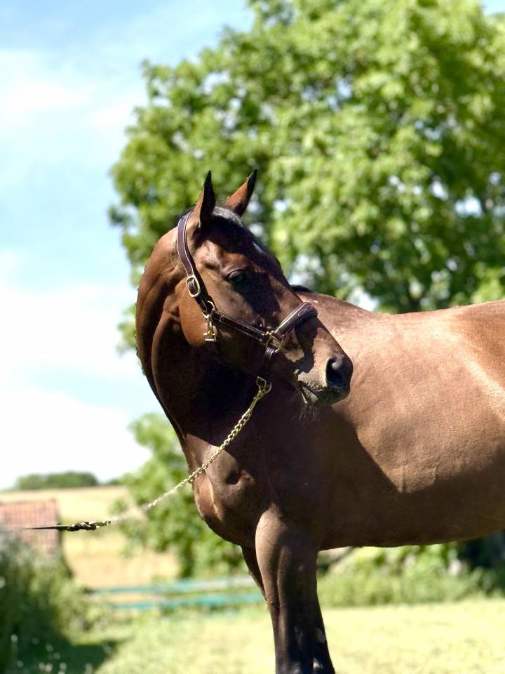 Yegua Pura Sangre Inglés En venta 2018 Bayo moreno