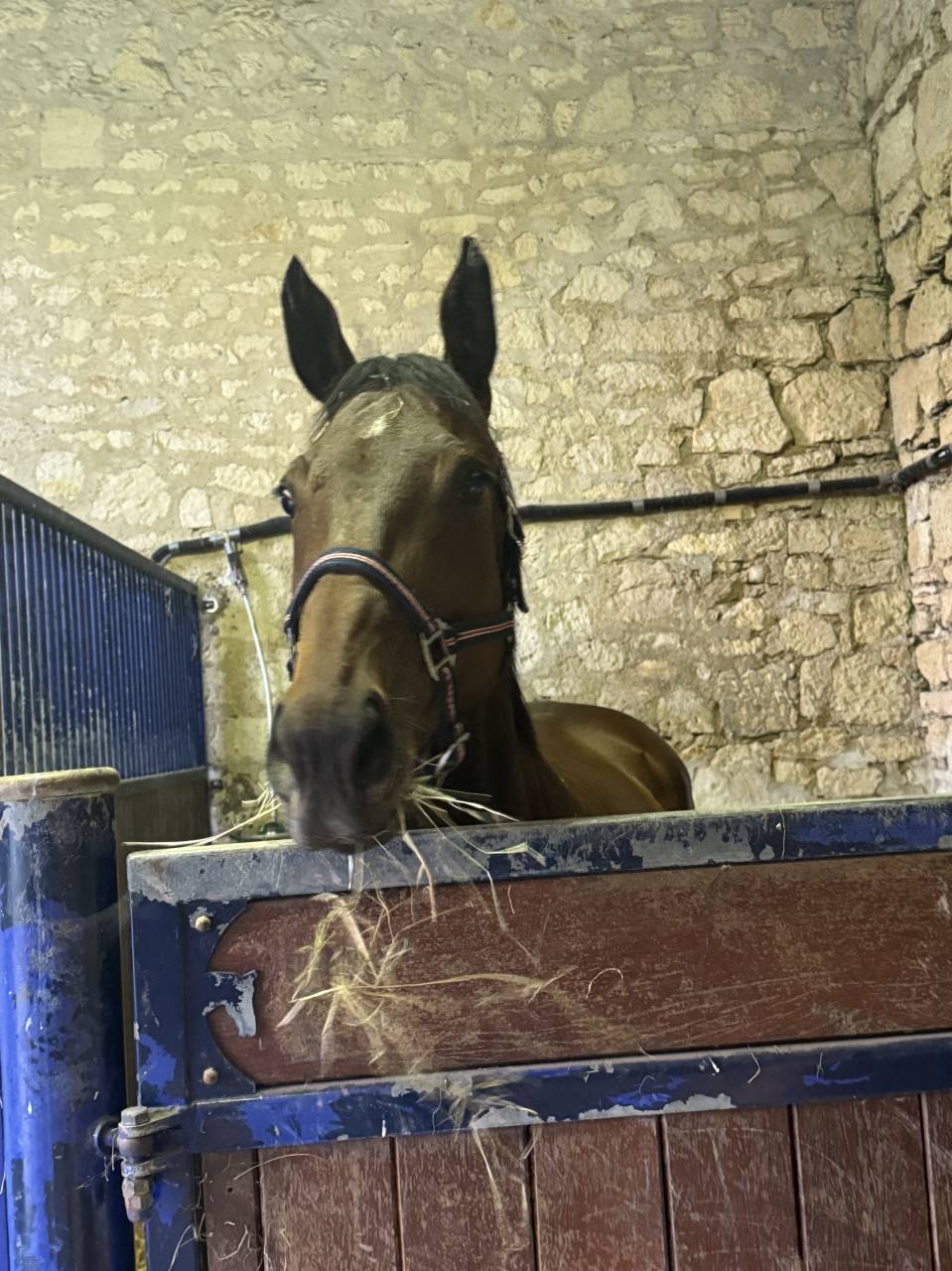 Yegua Pura Sangre Inglés En venta 2018 Bayo moreno