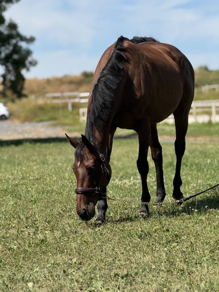 Yegua Pura Sangre Inglés En venta 2018 Bayo moreno