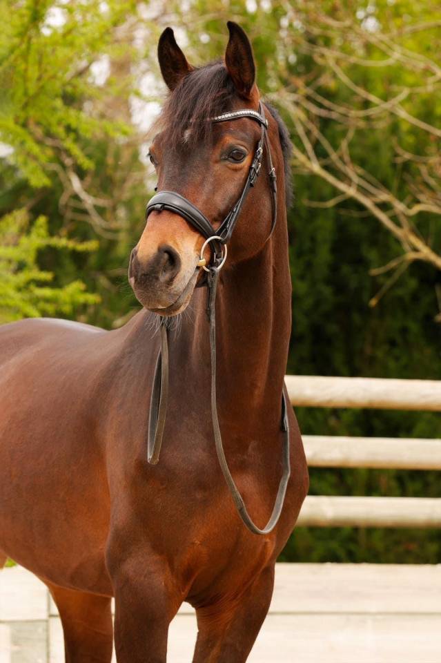 Caballo castrado Westfaliano En venta 2016 Bayo por APACHE (NLD)