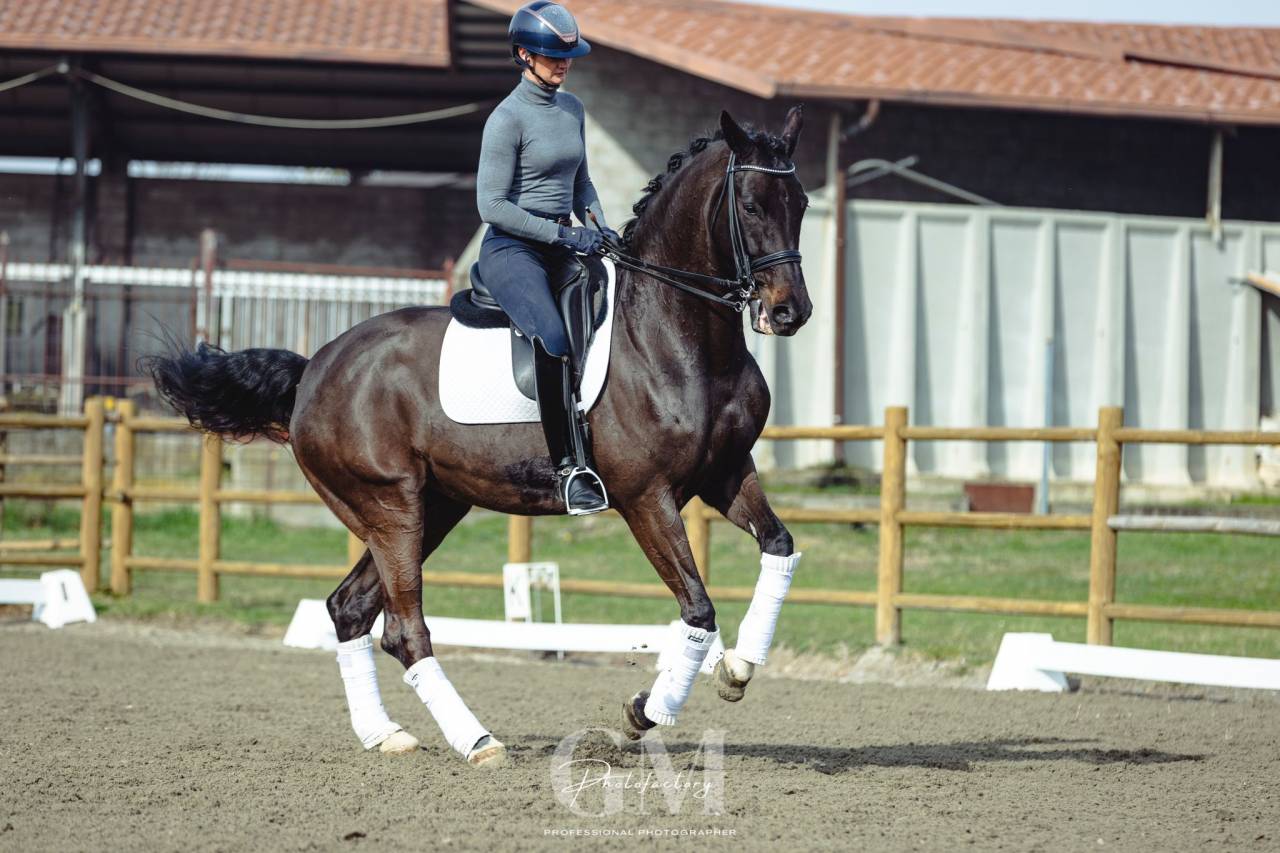 BWP castrado, 12 anos nivel nivel INTER 1