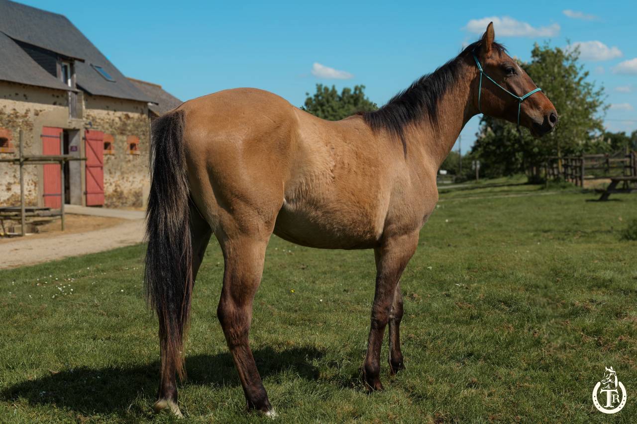 Caballo castrado Paint Horse En venta 2023 Dun por PWS SAWNY STAR (Q5978152)