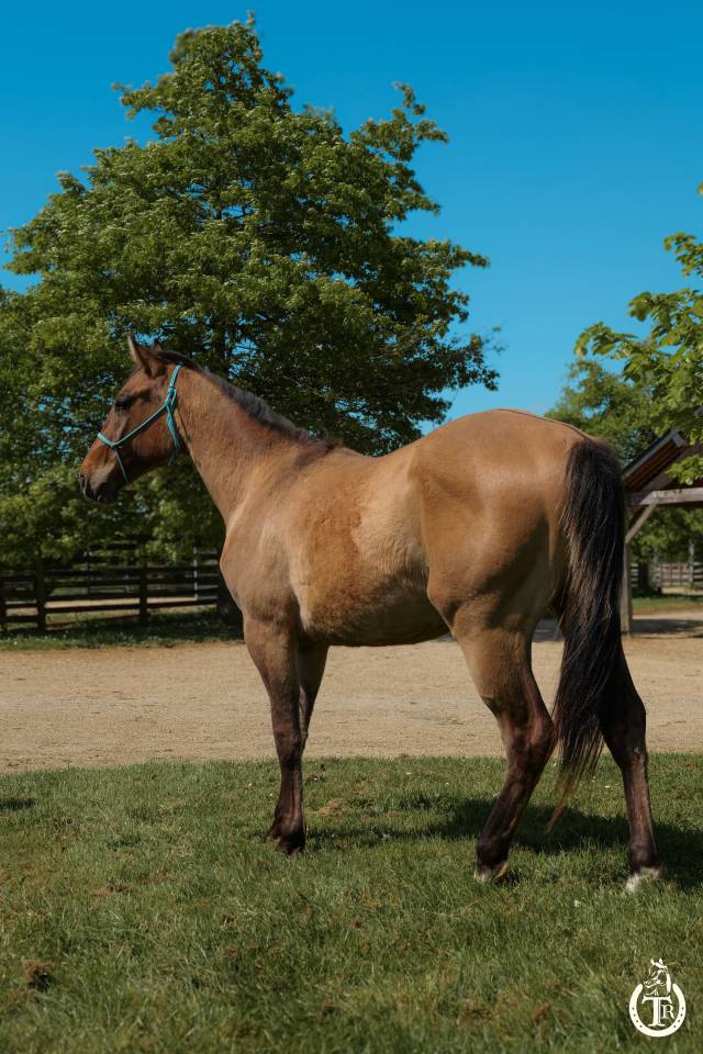 Caballo castrado Paint Horse En venta 2023 Dun por PWS SAWNY STAR (Q5978152)