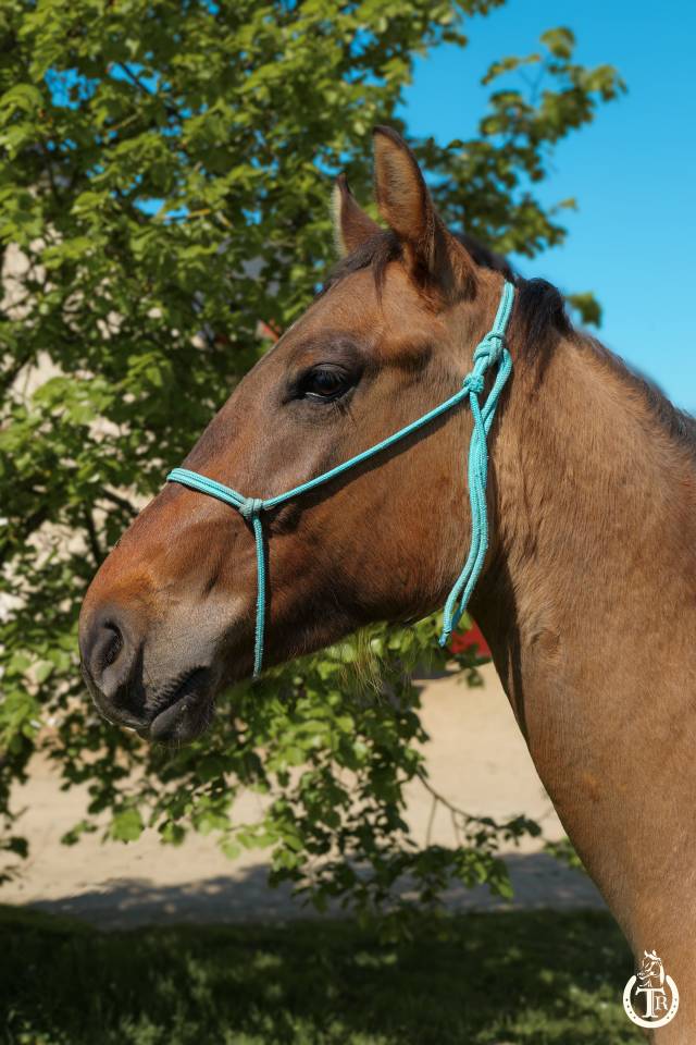 Caballo castrado Paint Horse En venta 2023 Dun por PWS SAWNY STAR (Q5978152)