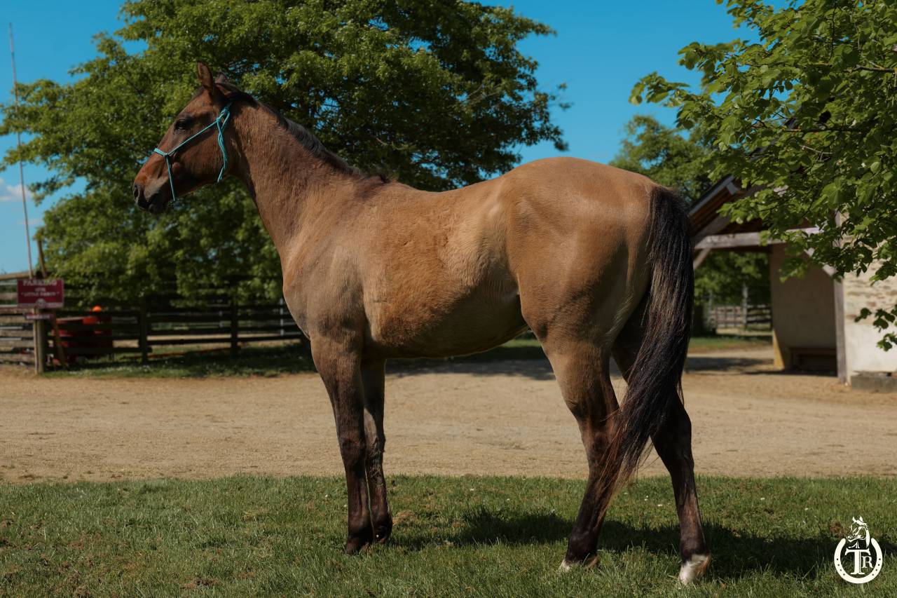 Caballo castrado Paint Horse En venta 2023 Dun por PWS SAWNY STAR (Q5978152)