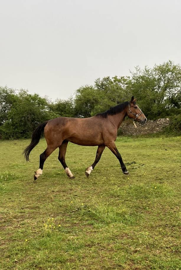 Yegua Silla Francés En venta 2007 Bayo por QUICK STAR