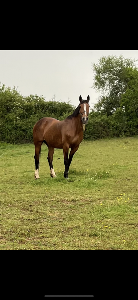 Yegua Silla Francés En venta 2007 Bayo por QUICK STAR