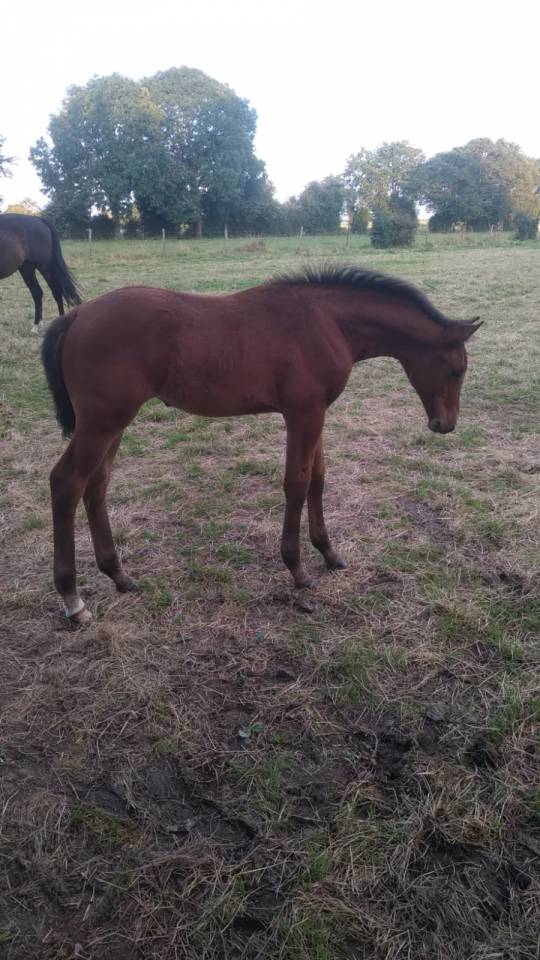 Yegua Silla Francés En venta 2024 Bayo por Cooper van’t Heffinck