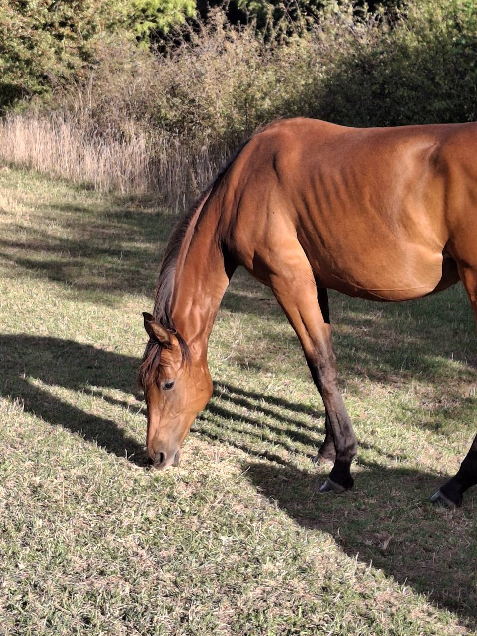 Yegua Silla Francés En venta 2024 Bayo por Cooper van’t Heffinck