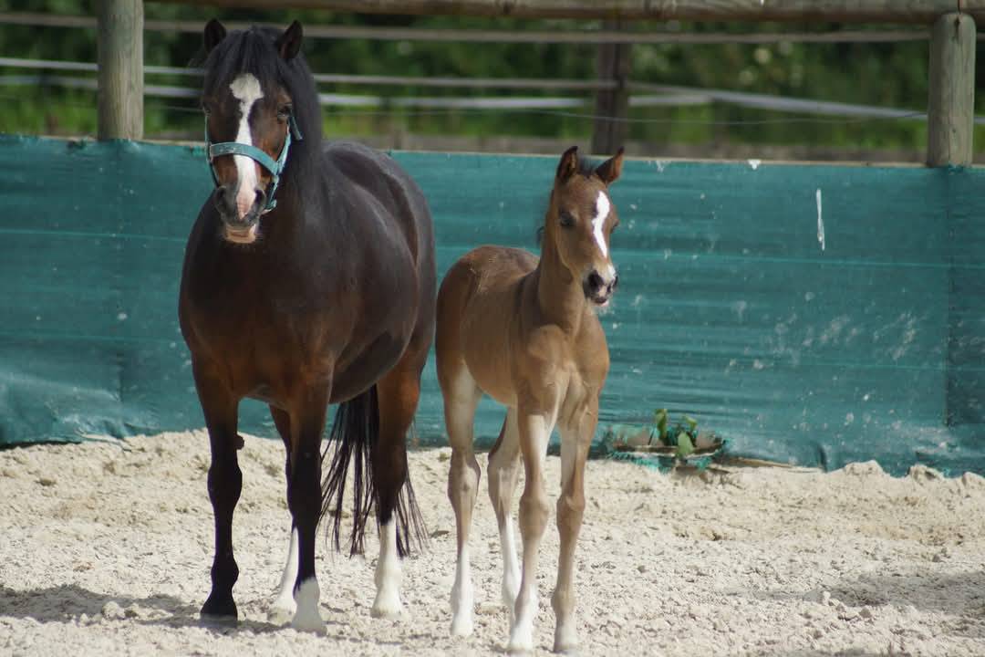 Caballo castrado PFS Poni Françés de Silla En venta 2024 Bayo moreno por Izar de la Fosse