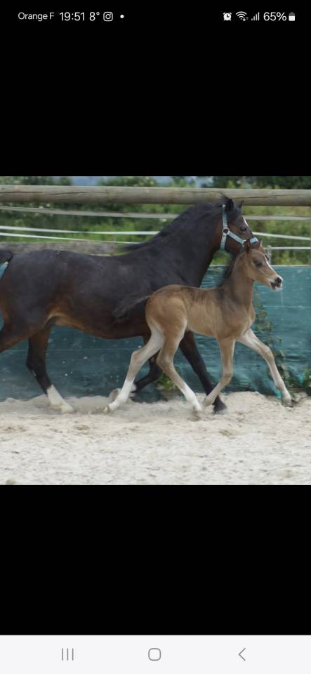 Caballo castrado PFS Poni Françés de Silla En venta 2024 Bayo moreno por Izar de la Fosse