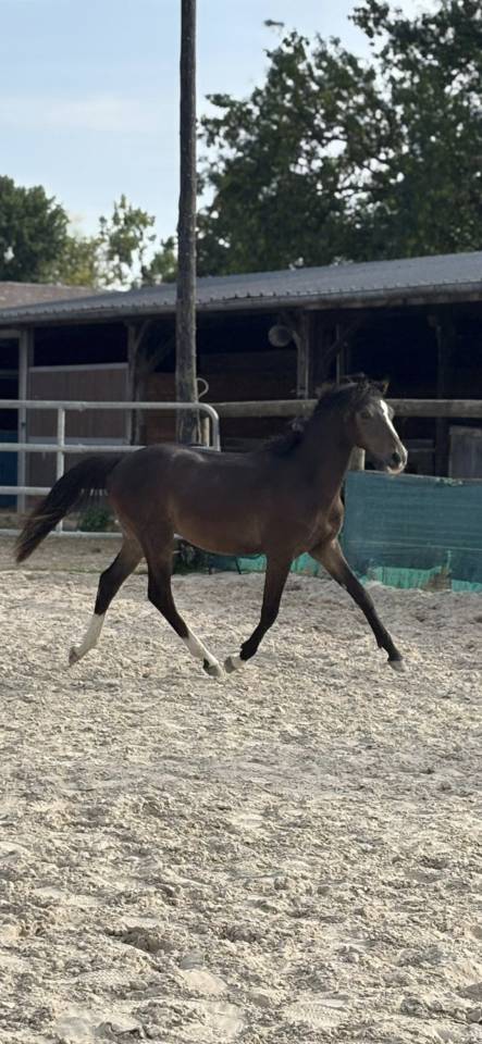 Caballo castrado PFS Poni Françés de Silla En venta 2024 Bayo moreno por Izar de la Fosse