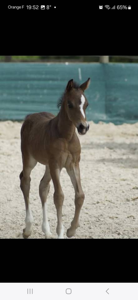 Caballo castrado PFS Poni Françés de Silla En venta 2024 Bayo moreno por Izar de la Fosse