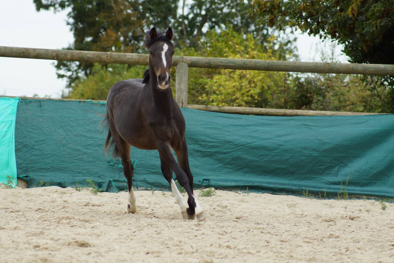 Caballo castrado PFS Poni Françés de Silla En venta 2024 Bayo moreno por Izar de la Fosse